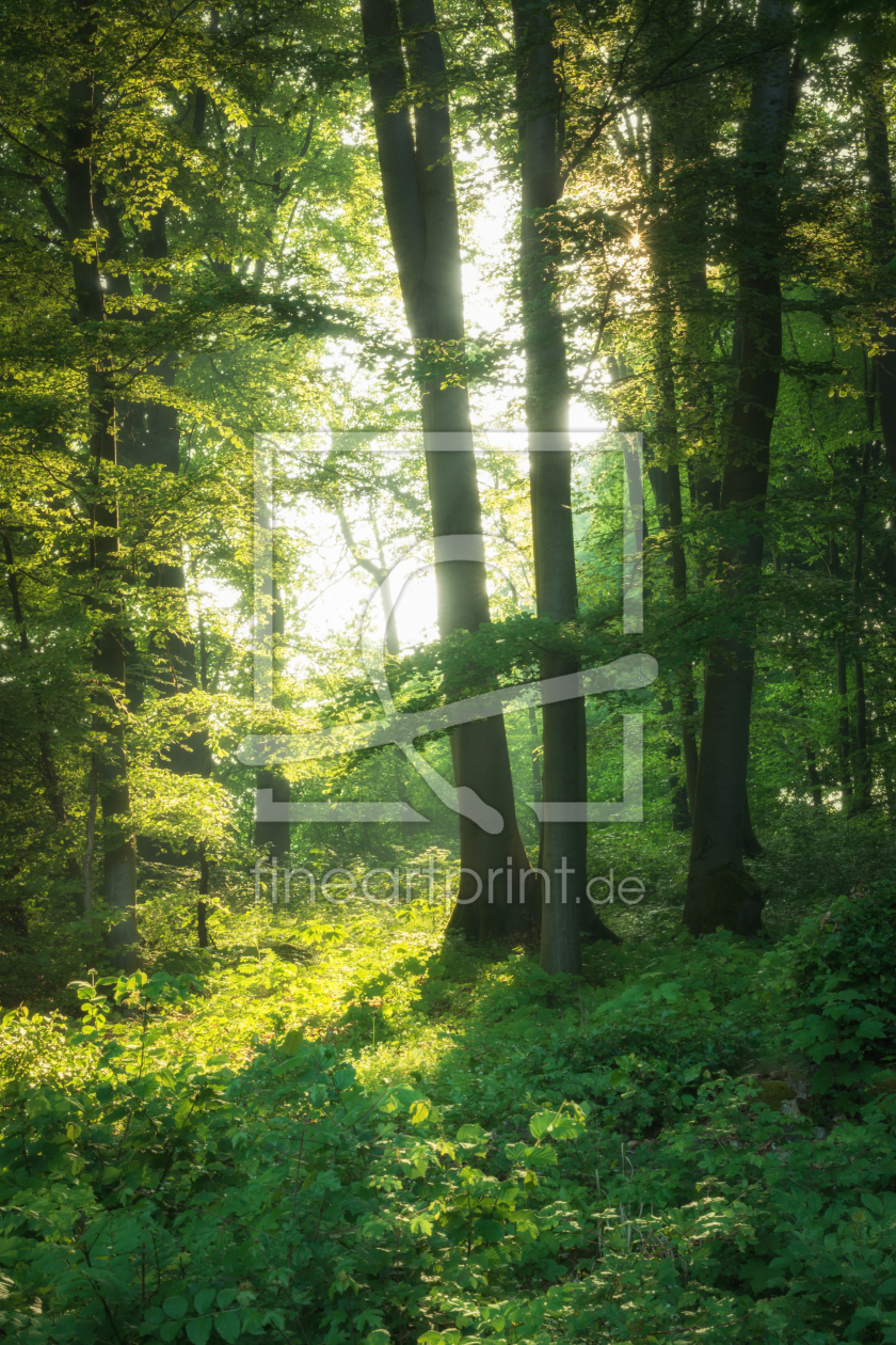 Bild-Nr.: 12061815 Wald im Frühling  erstellt von luxpediation