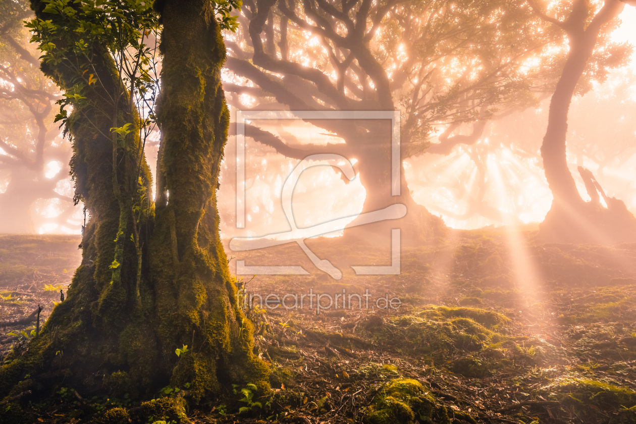 Bild-Nr.: 12061917 Magic Forest II erstellt von Stefan Imig