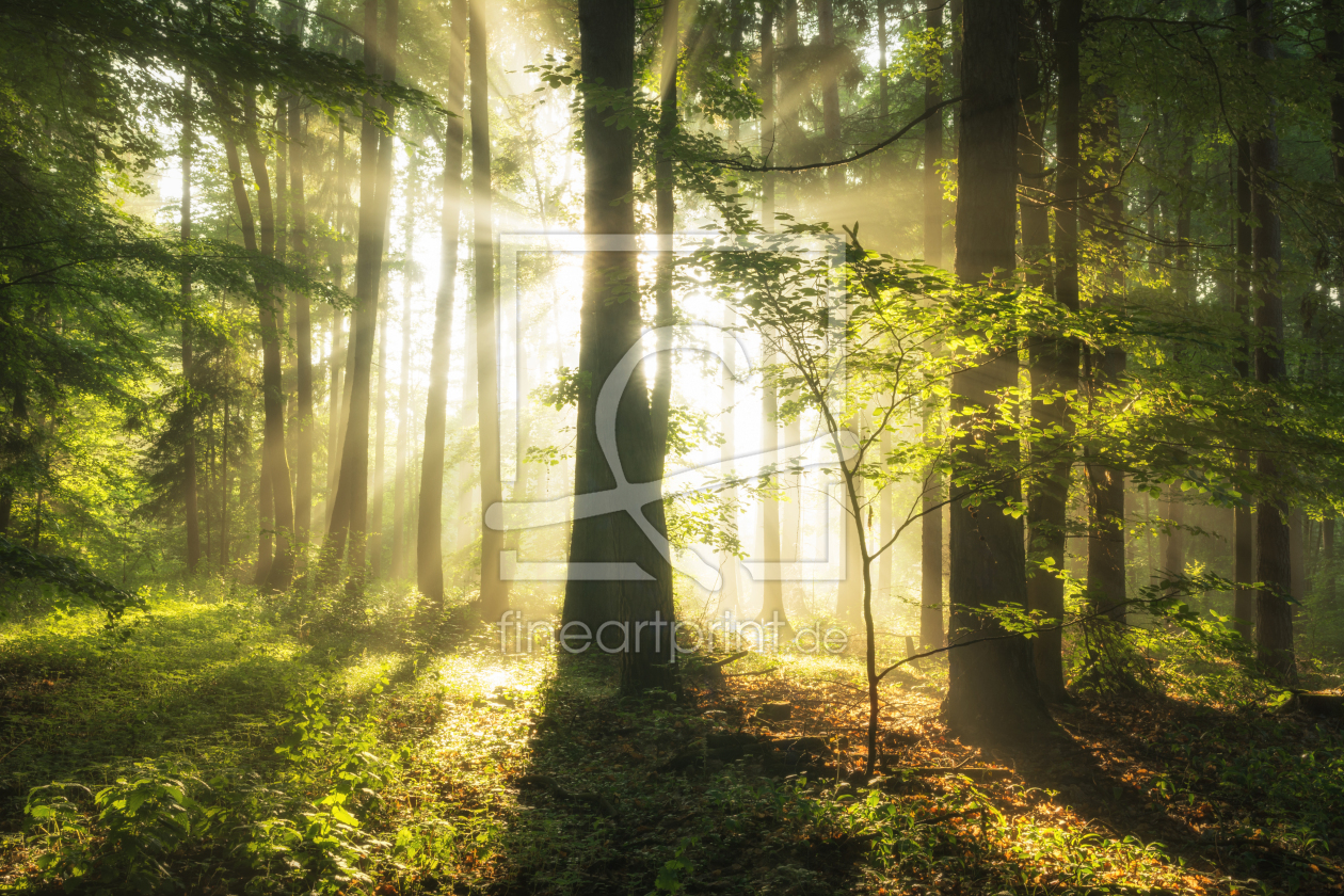 Bild-Nr.: 12062460 Strahlender Wald im Sommer erstellt von luxpediation