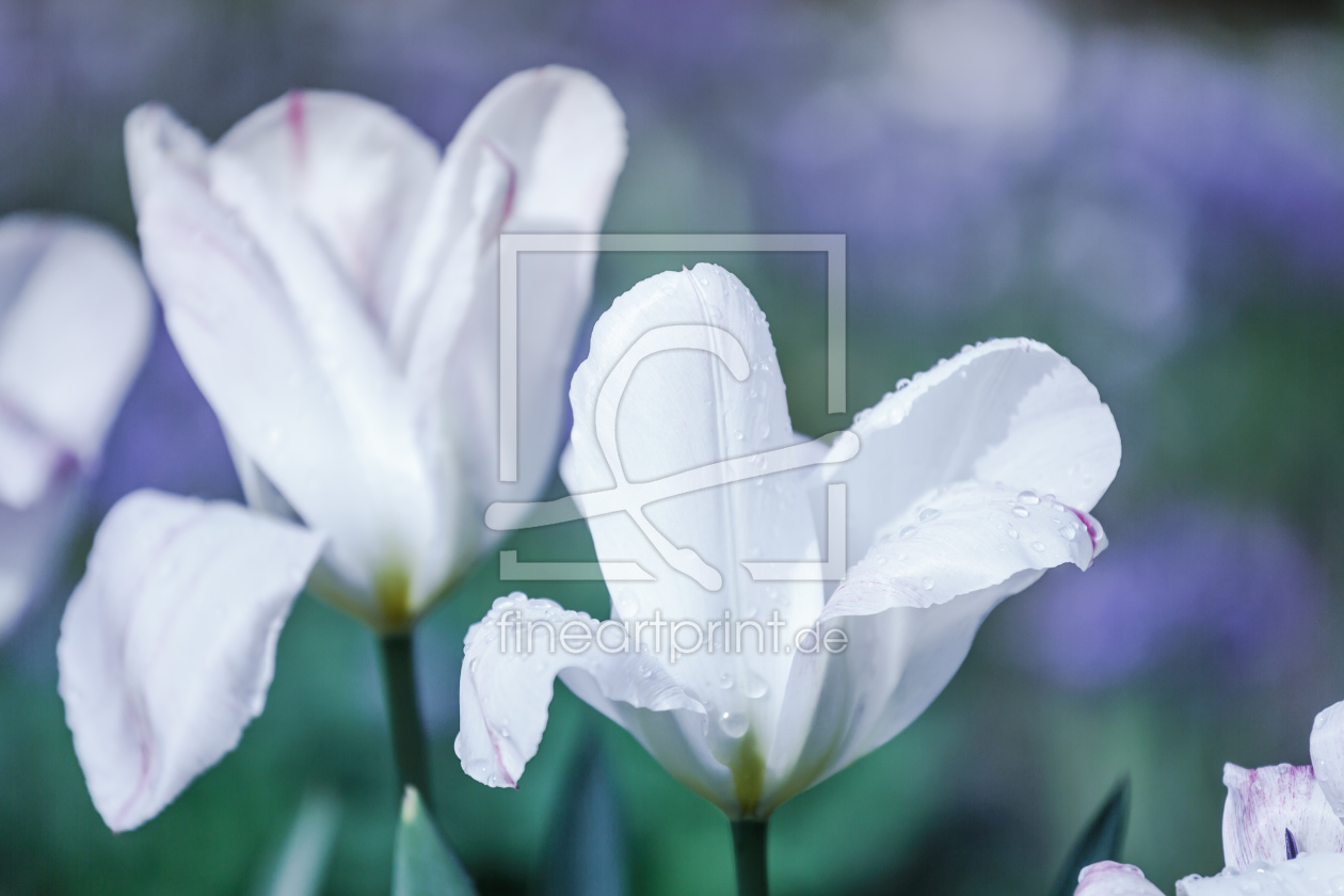 Bild-Nr.: 12062714 tulips after the rain erstellt von Ursula Reins