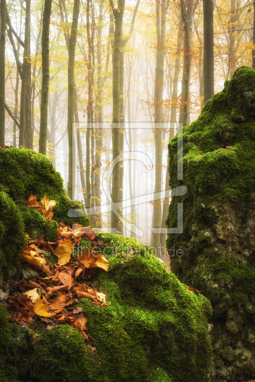 Bild-Nr.: 12062937 Grüne Felsen im Wald - woodland erstellt von luxpediation