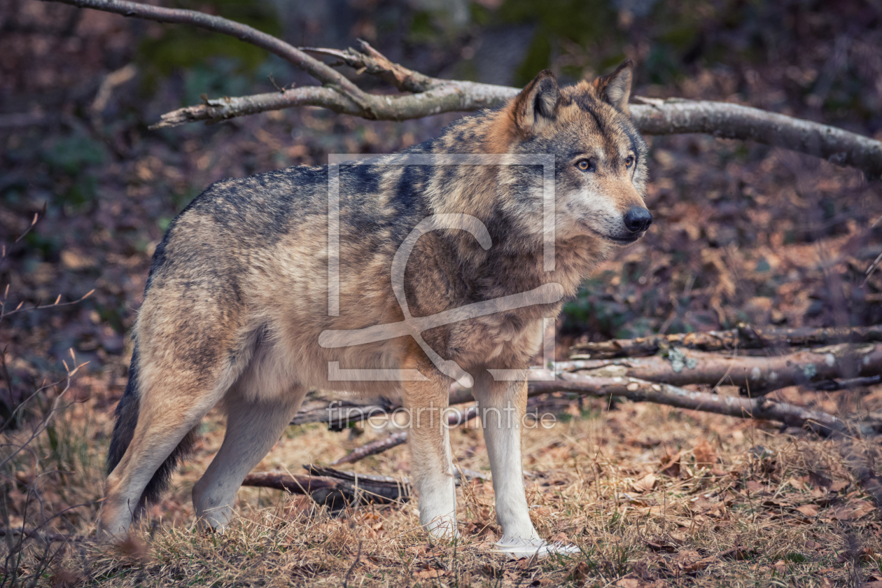Bild-Nr.: 12063070 Wolf im Wald erstellt von luxpediation