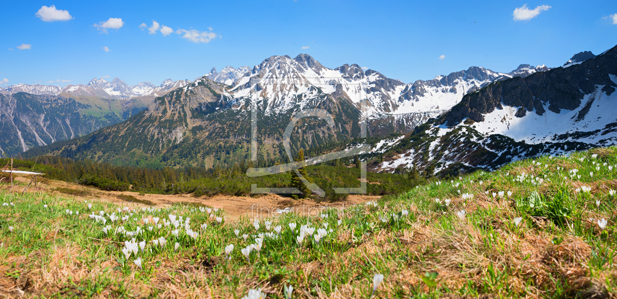 Bild-Nr.: 12063352 Krokuswiesen am Fellhorn Allgäuer Berge erstellt von SusaZoom