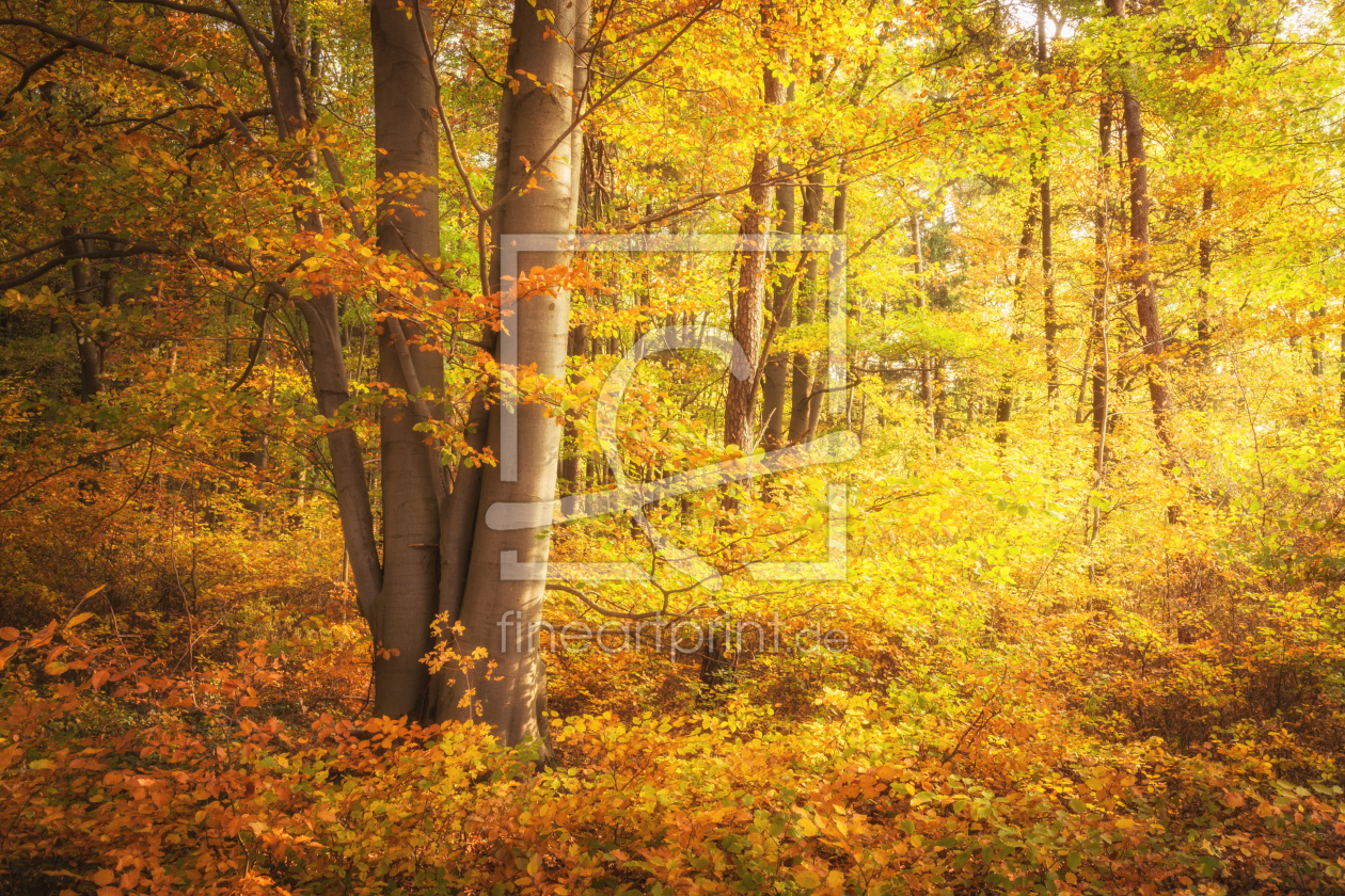 Bild-Nr.: 12063428 Goldener Wald Herbst - sunny trees erstellt von luxpediation