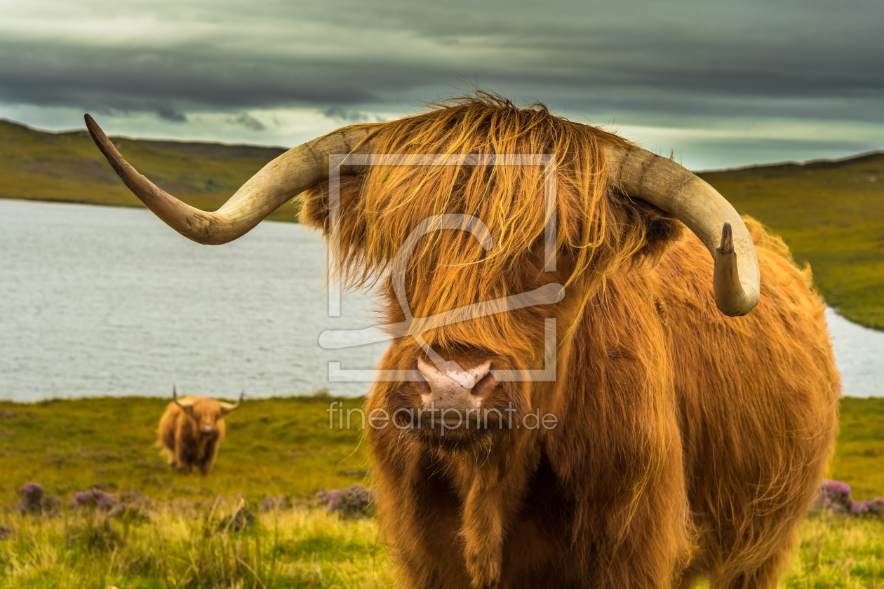 Bild-Nr.: 12063698 Hochlandrind in Schottland erstellt von grafxart