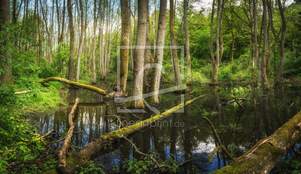 Bild-Nr.: 12064928 Moor Landschaft im Wald erstellt von luxpediation