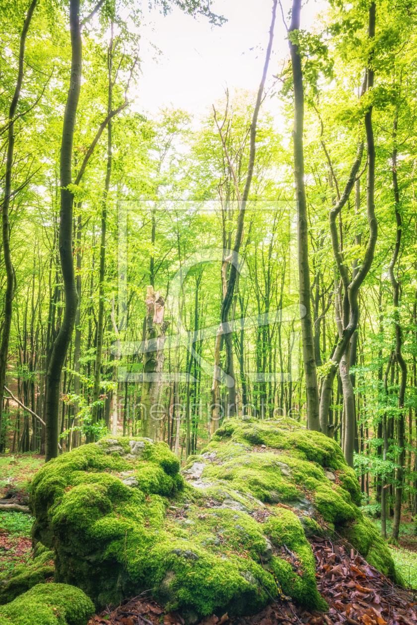 Bild-Nr.: 12064930 Wald im Grün des Frühlings erstellt von luxpediation