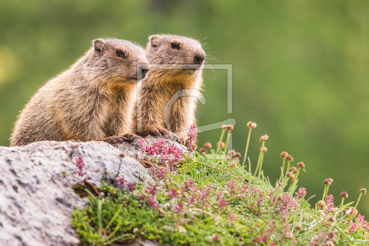 Bild-Nr.: 12066367 Zwei Murmeltiere erstellt von Stefan Imig