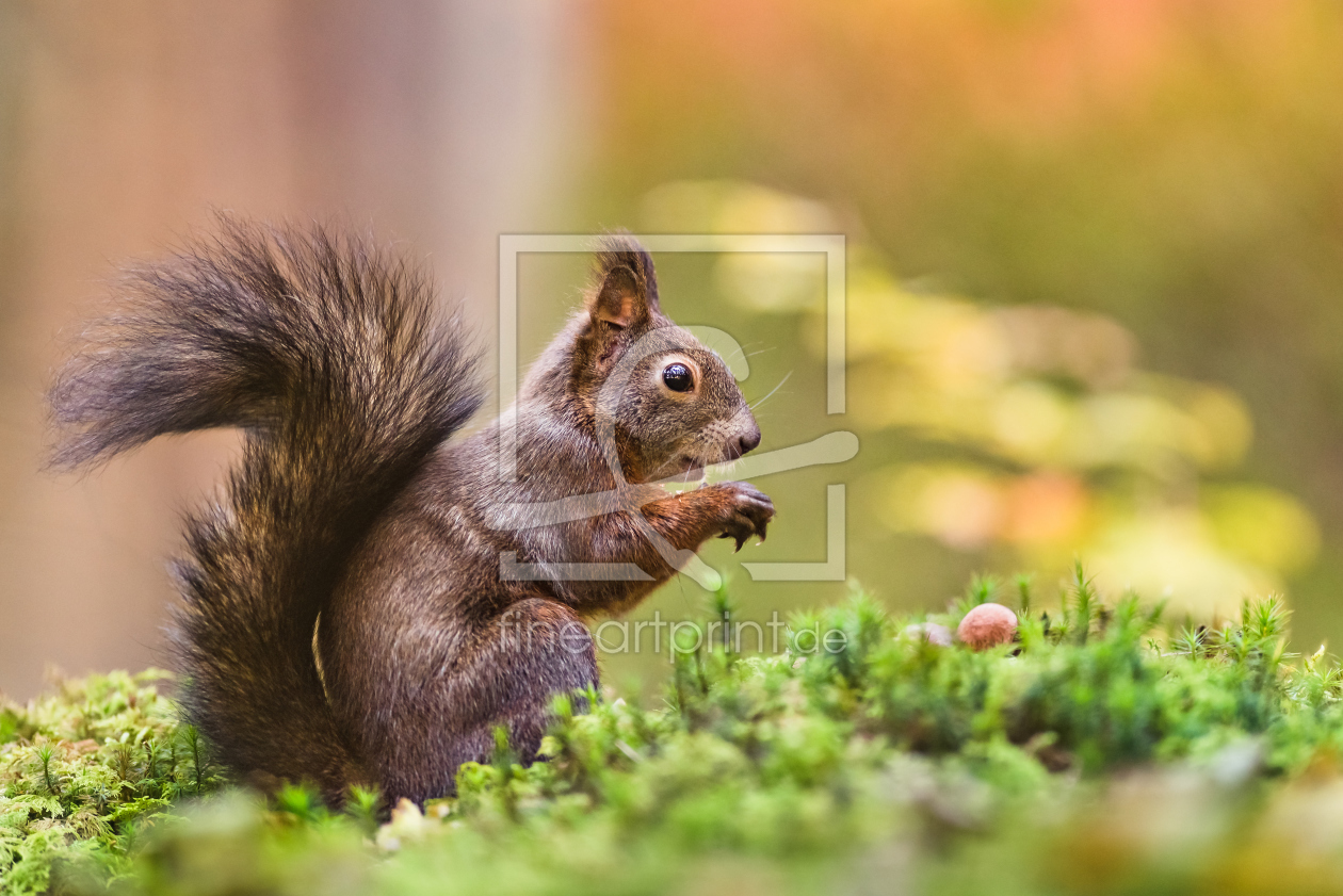 Bild-Nr.: 12066373 Eichhörnchen mit Haselnuss erstellt von Stefan Imig