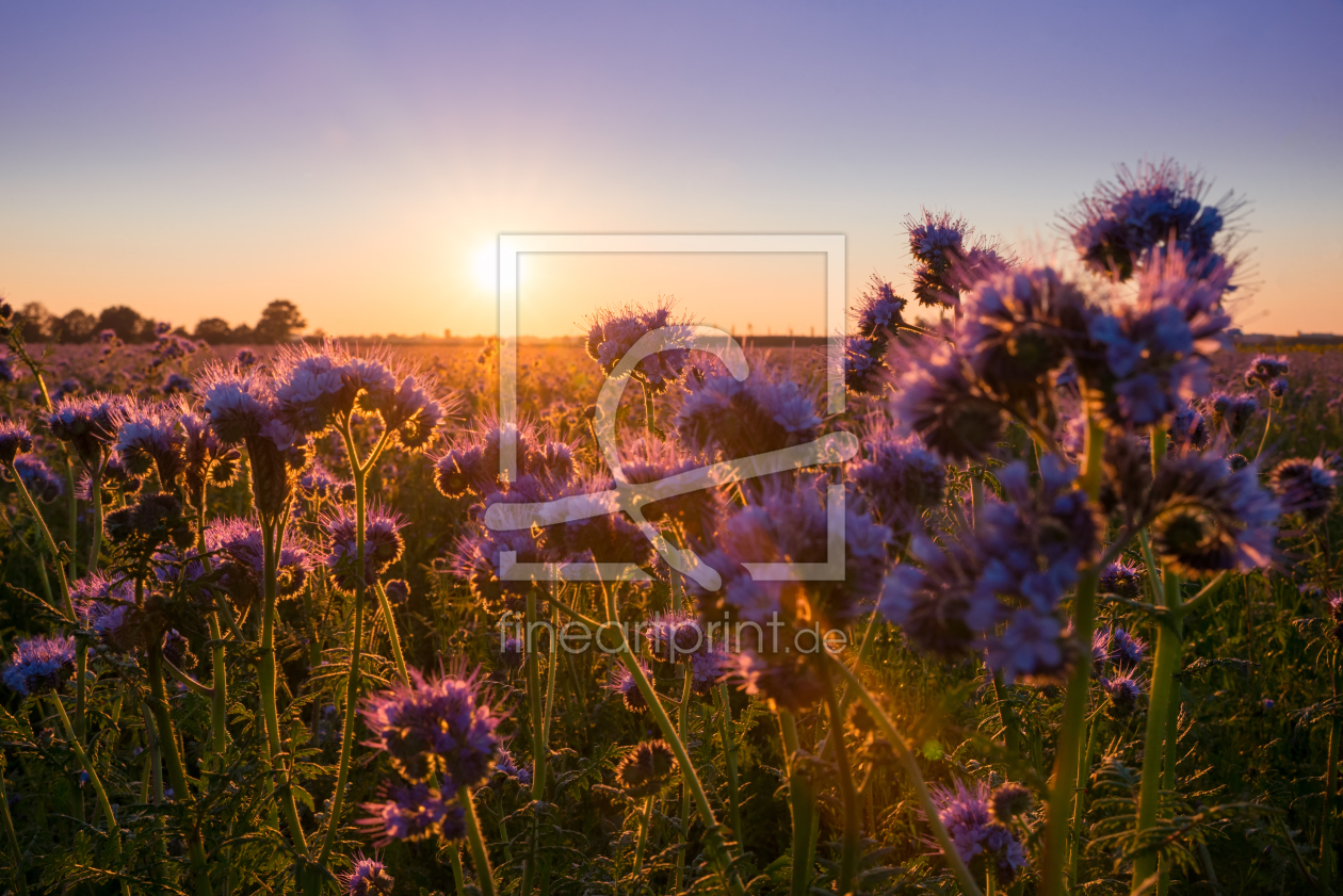 Bild-Nr.: 12067614 Phacelia Feld bei Sonnenuntergang erstellt von SusaZoom