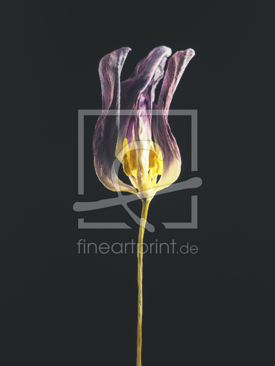 Bild-Nr.: 12067844 Withered tulip erstellt von Andreas Berheide