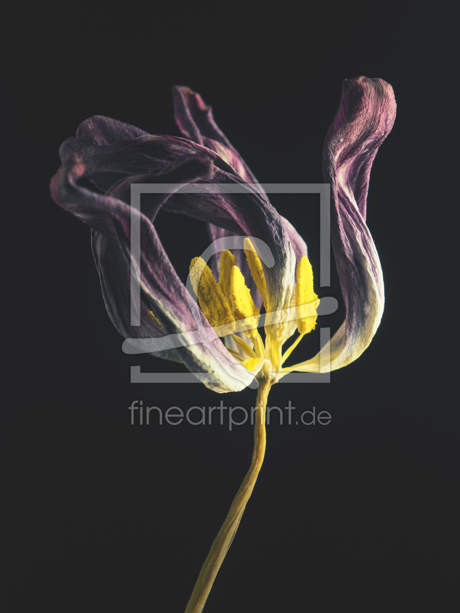 Bild-Nr.: 12067846 Withered tulip 3 erstellt von Andreas Berheide