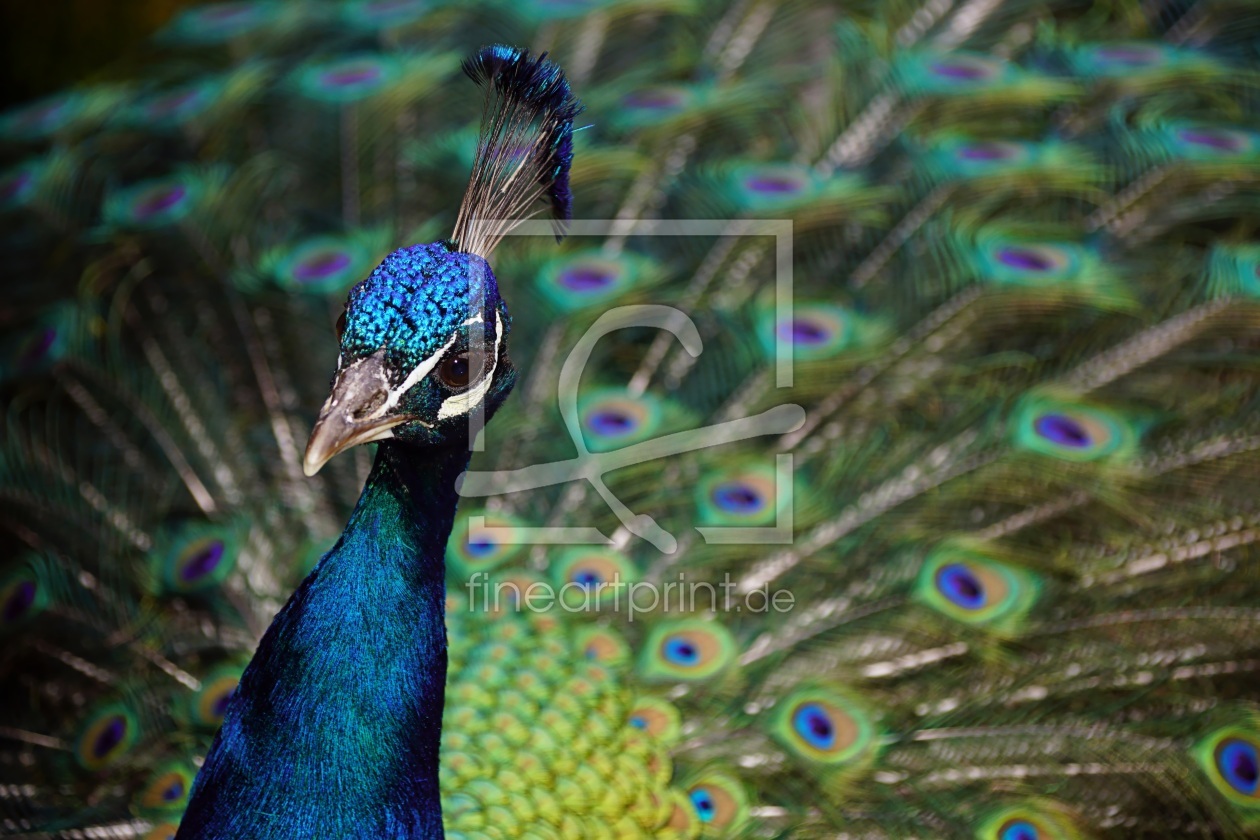 Bild-Nr.: 12067923 Peacock erstellt von youhaveadream