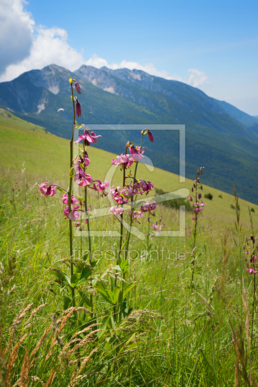 Bild-Nr.: 12068780 Türkenbundlilien am Monte Baldo Italien III erstellt von SusaZoom