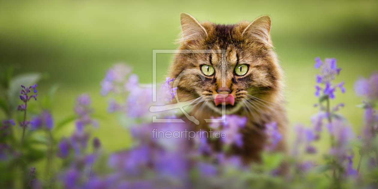 Bild-Nr.: 12069110 Katze im Garten erstellt von pek