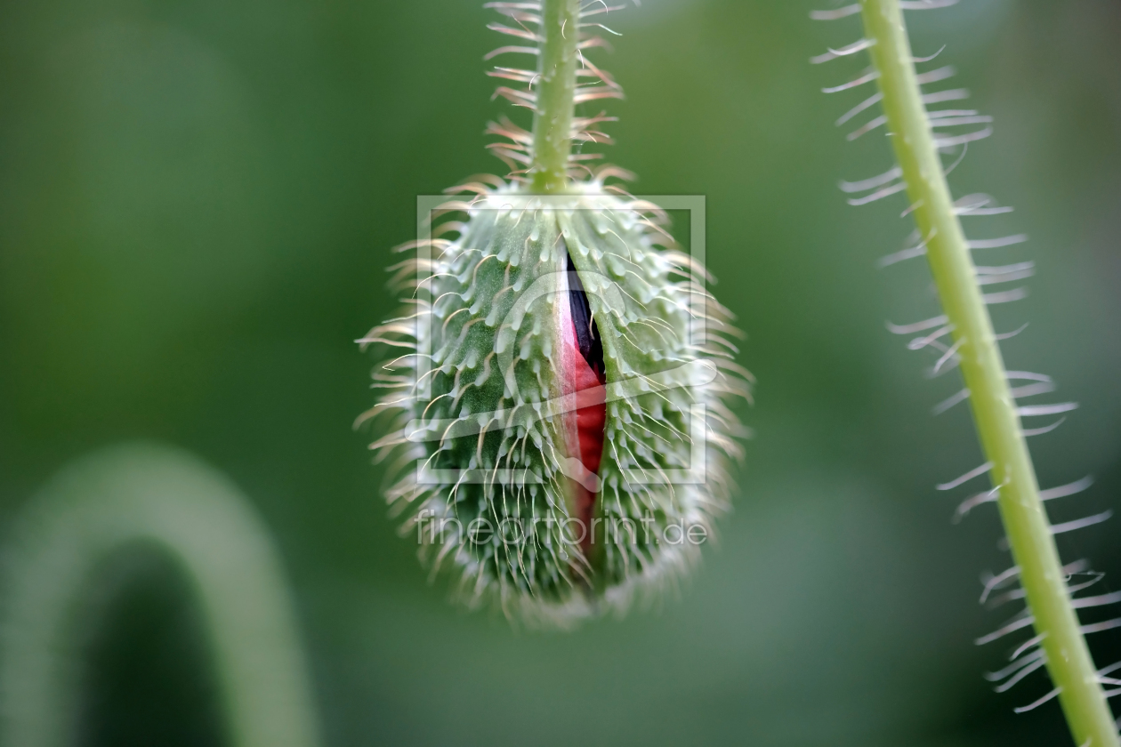 Bild-Nr.: 12069123 Mohnblüte erstellt von Ostfriese