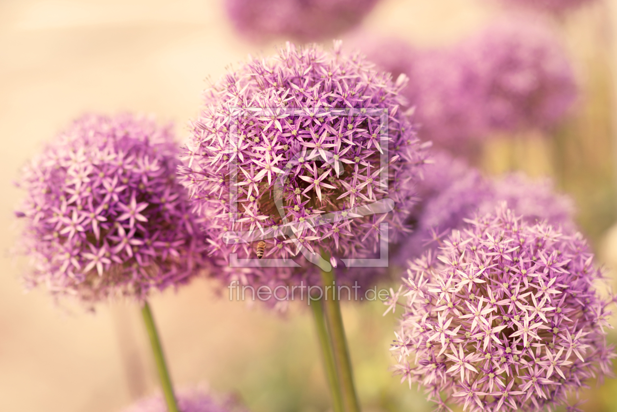 Bild-Nr.: 12070006 Großer Allium Harmonie des Sommers erstellt von Tanja Riedel