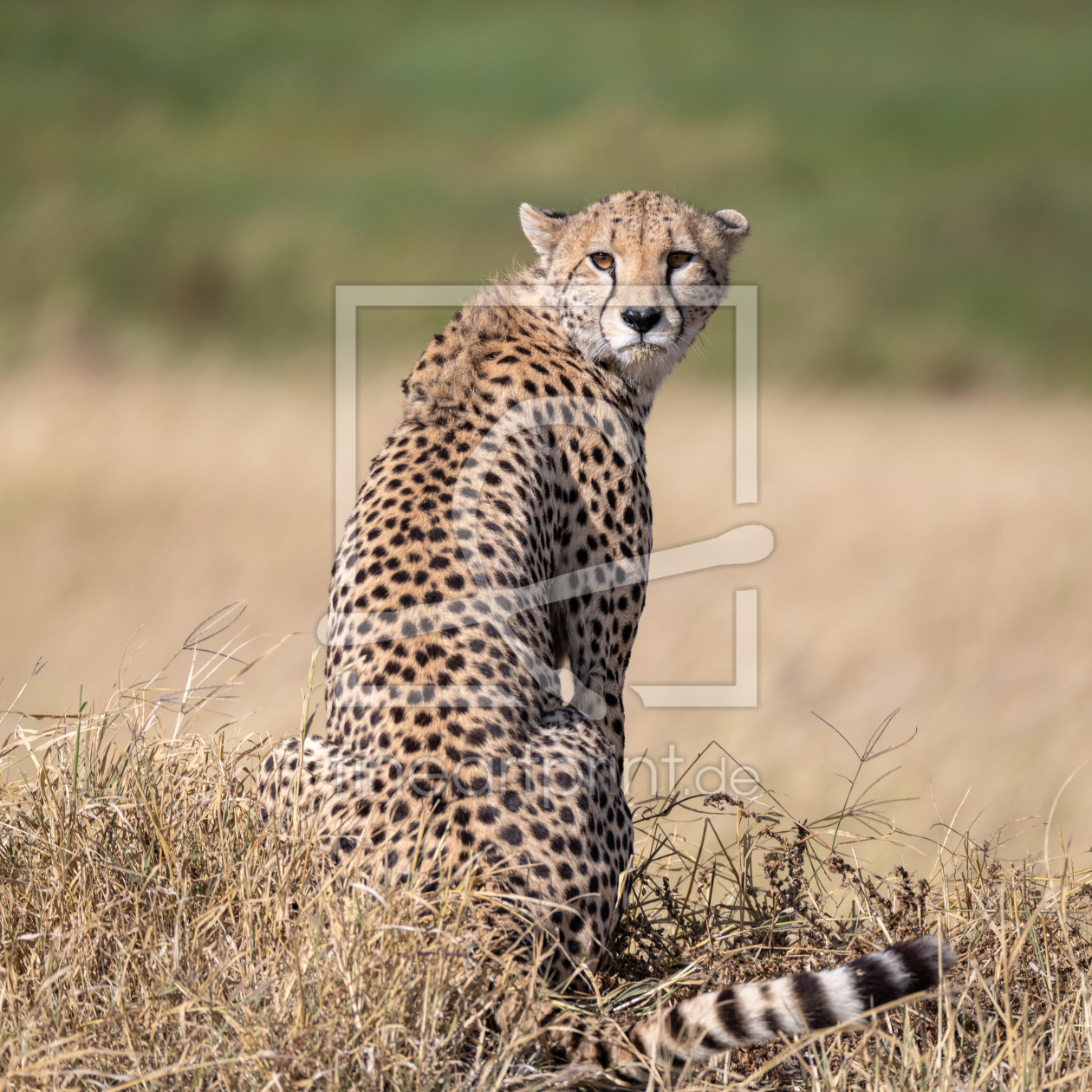 Bild-Nr.: 12070088 Gepard erstellt von KundenNr-281800