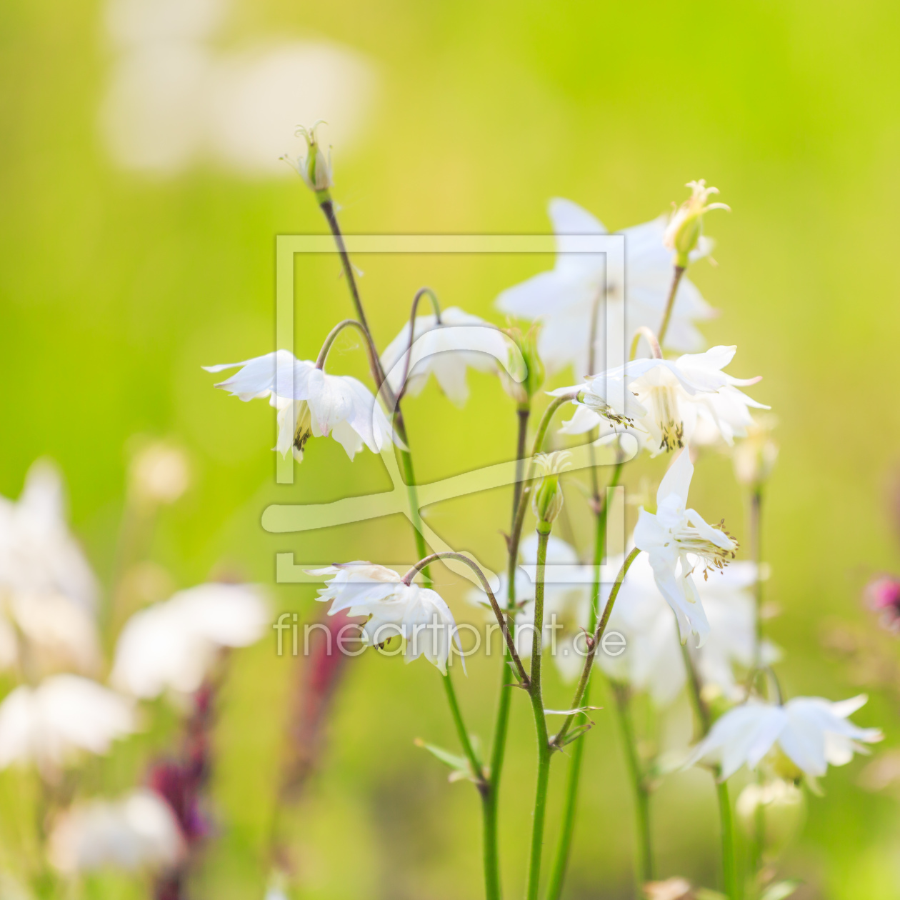 Bild-Nr.: 12072130 delicate flowers erstellt von Ursula Reins