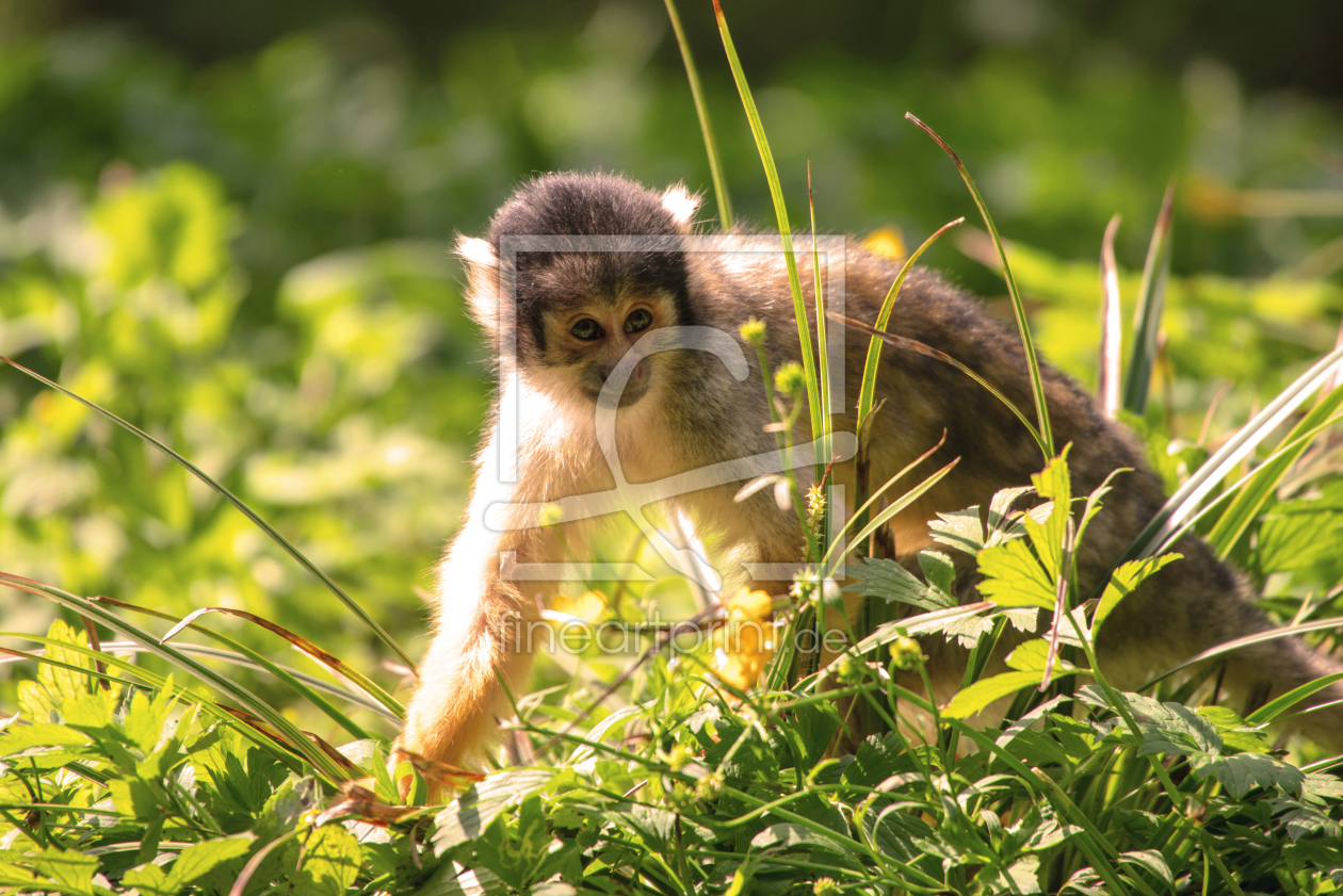 Bild-Nr.: 12072868 Totenkopf Äffchen im Gras erstellt von Tanja Riedel