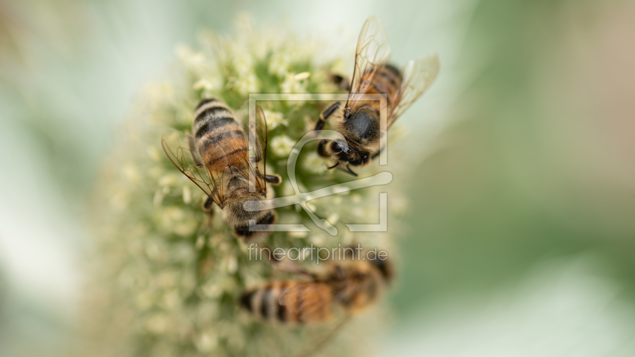 Bild-Nr.: 12073219 Bienen erstellt von Karin Stein