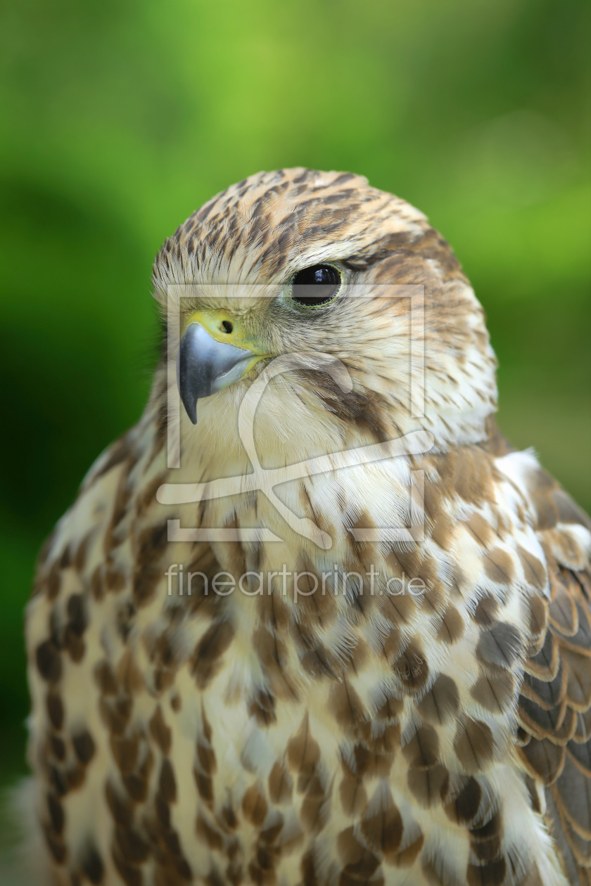 Bild-Nr.: 12073482 Der Turmfalke erstellt von falconer59