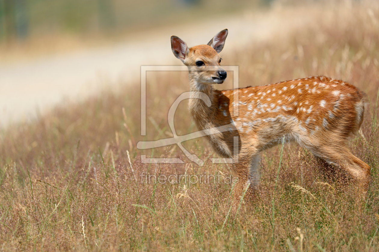 Bild-Nr.: 12076372 Bambi Sikawild erstellt von Heike Hultsch