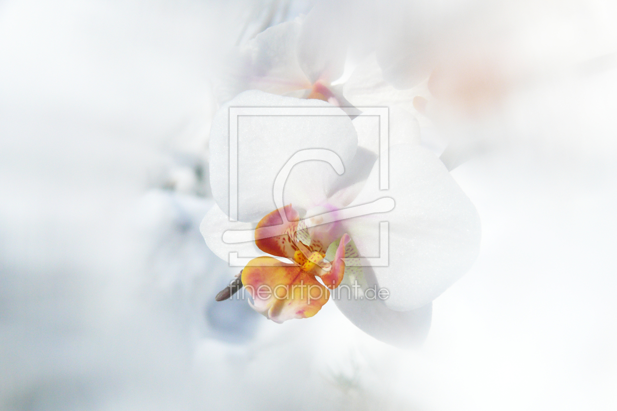 Bild-Nr.: 12077007 Weiße Orchideenblüte erstellt von Ostfriese