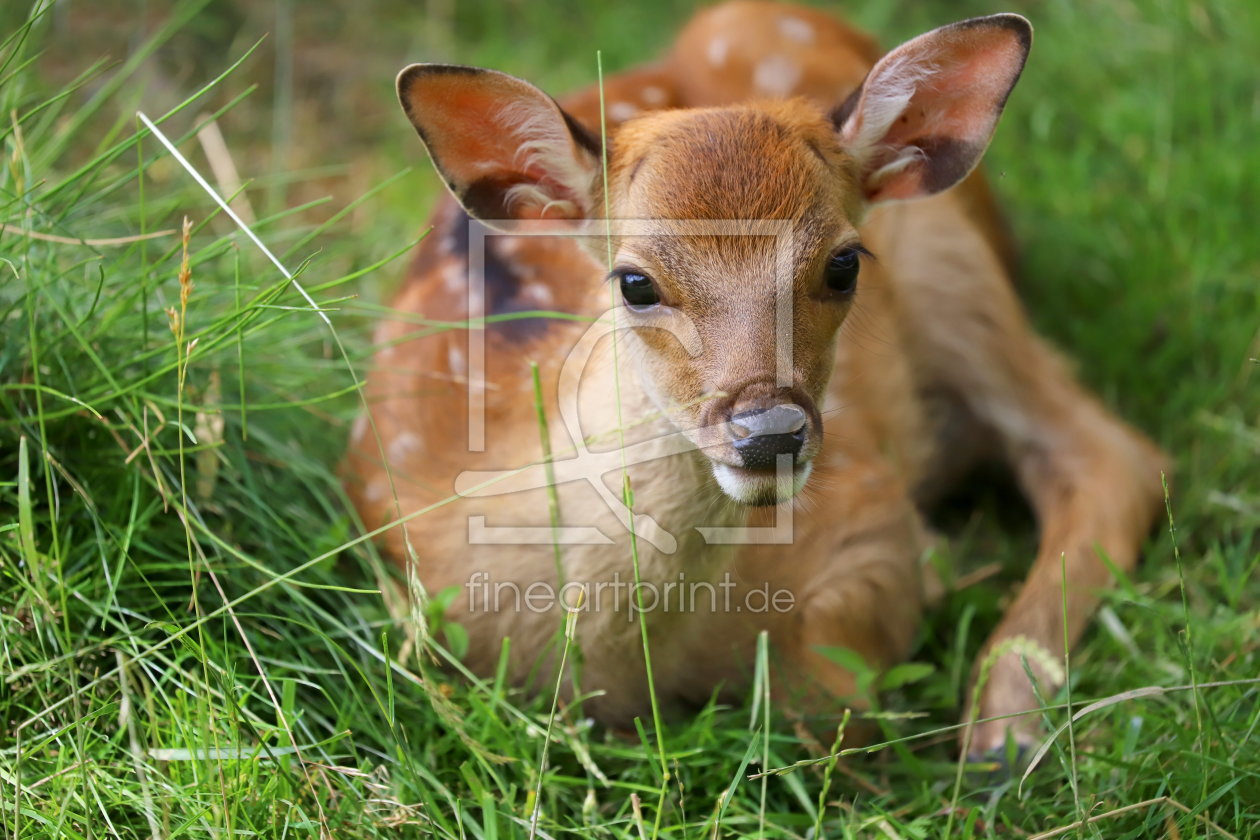 Bild-Nr.: 12077123 Bambi 4 erstellt von Heike Hultsch