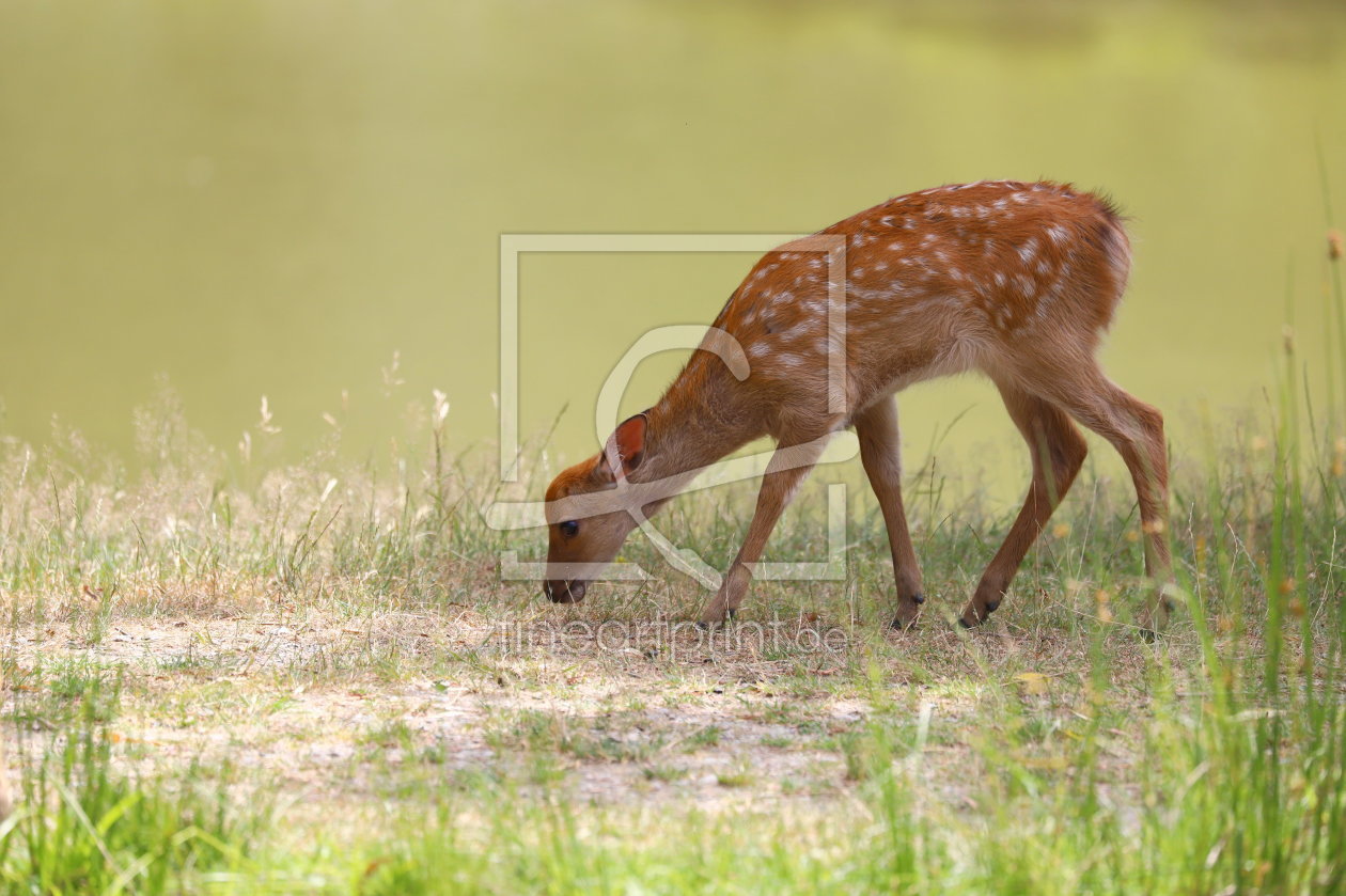 Bild-Nr.: 12077125 Bambi 6 erstellt von Heike  Hultsch