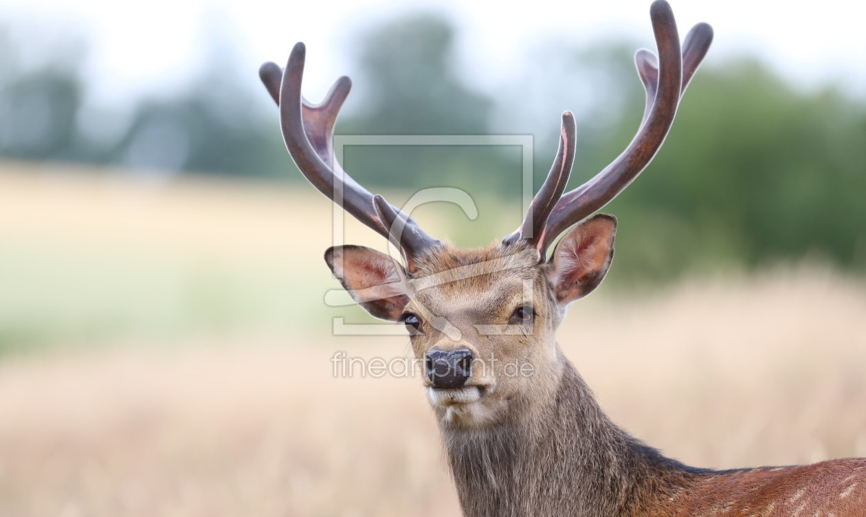 Bild-Nr.: 12077127 Sikahirsch 3 erstellt von Heike Hultsch