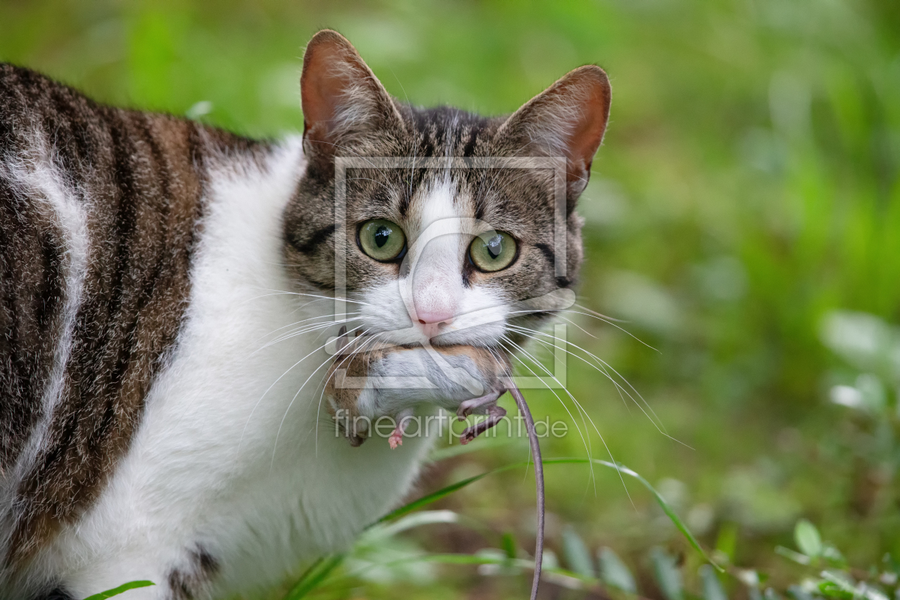 Bild-Nr.: 12078384 Katze und Maus erstellt von DirkR