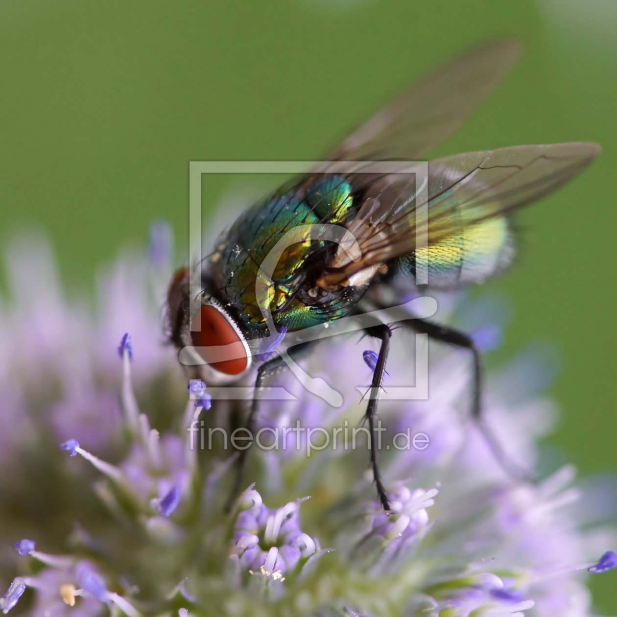 Bild-Nr.: 12080640 Fly erstellt von youhaveadream