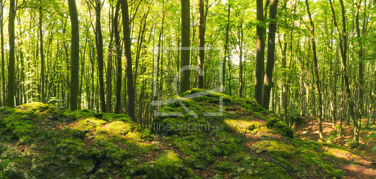 Bild-Nr.: 12082812 Waldpanorama im Sommer  erstellt von luxpediation