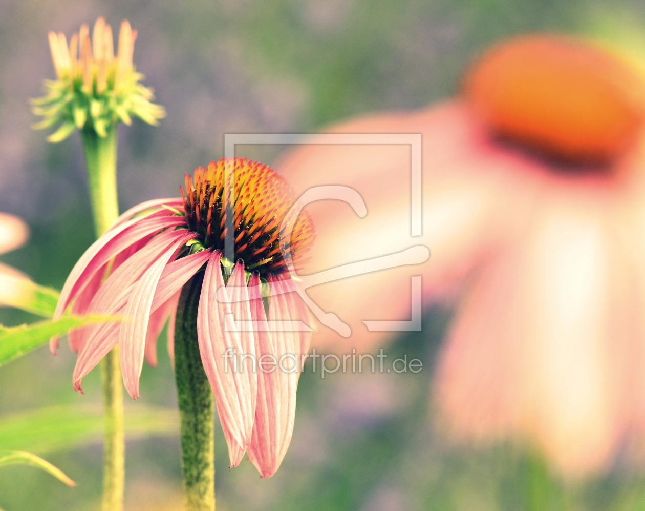 Bild-Nr.: 12083447 Echinacea erstellt von GUGIGEI