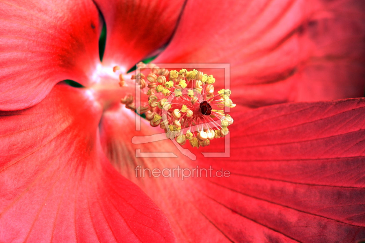 Bild-Nr.: 12083532 Hibiskus ganz nah erstellt von GUGIGEI