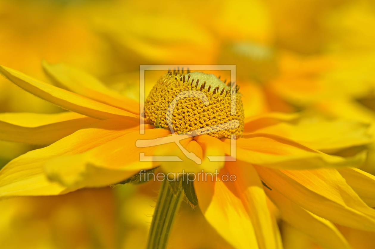 Bild-Nr.: 12084097 Rudbeckia erstellt von Atteloi