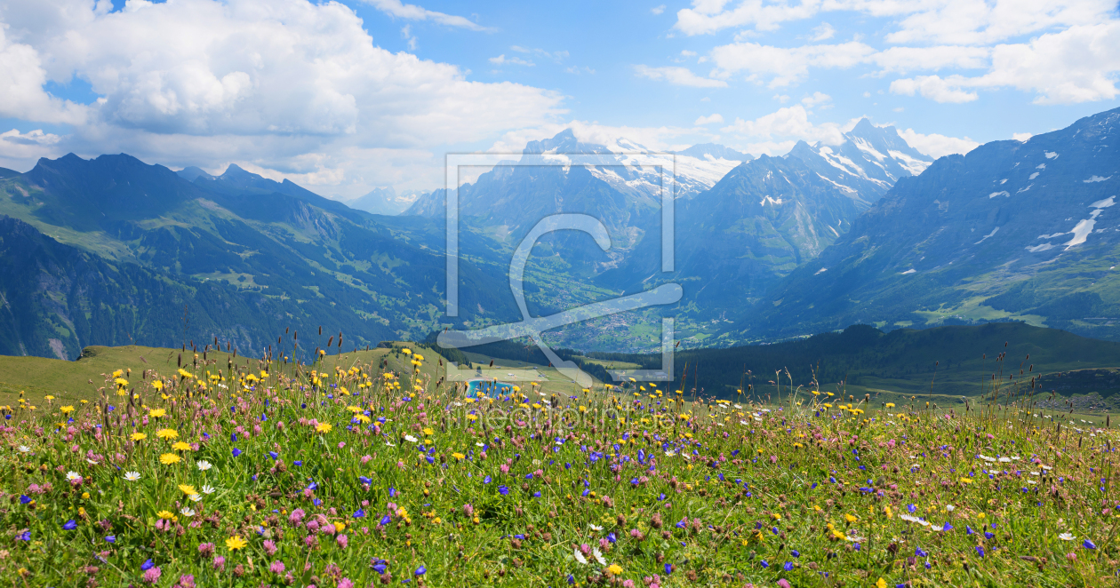 Bild-Nr.: 12084583 Blumenwiese im Berner Oberland erstellt von SusaZoom