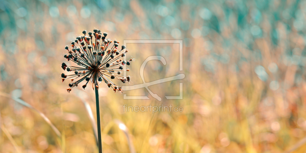 Bild-Nr.: 12084795 Allium erstellt von Atteloi