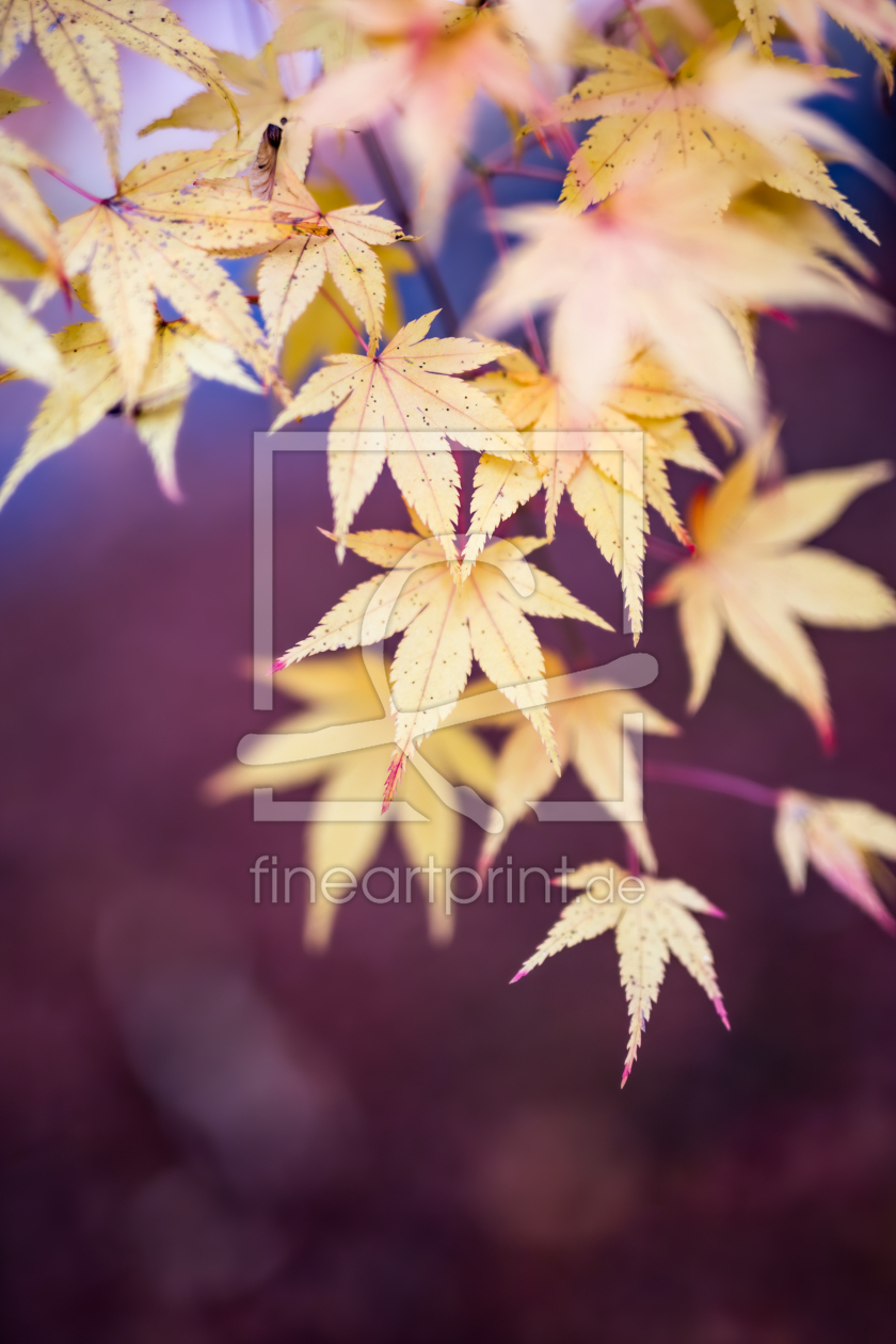 Bild-Nr.: 12084986 Japanischer Ahornbaum im Herbst erstellt von eyetronic