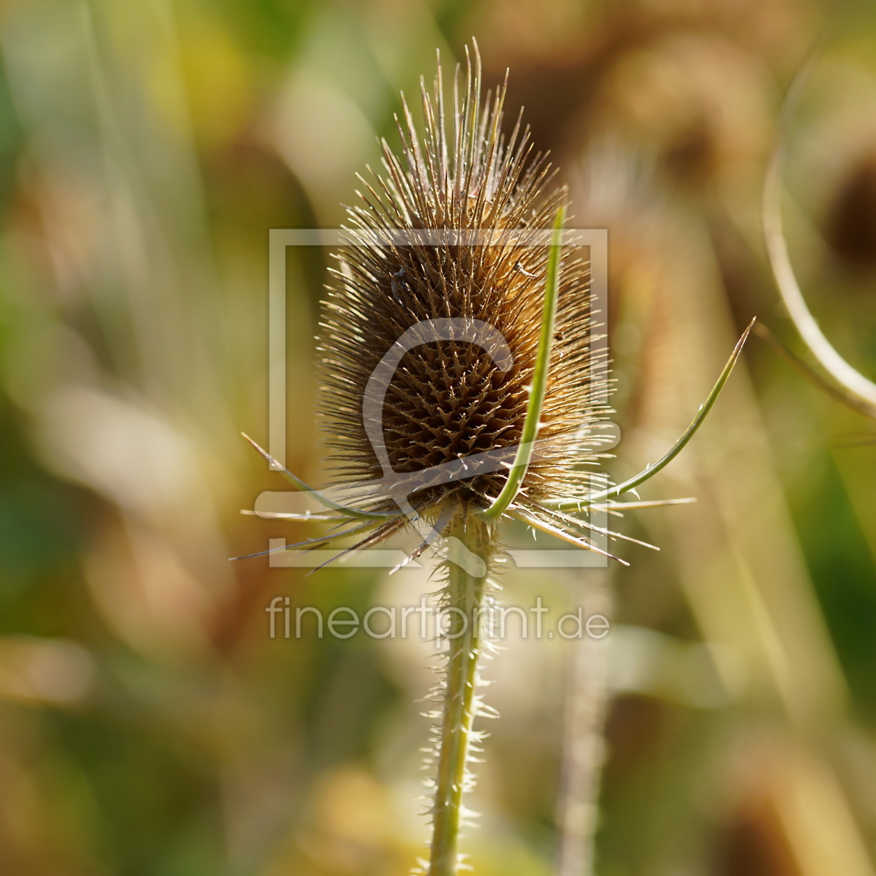 Bild-Nr.: 12085592 Rauhe Natur erstellt von youhaveadream