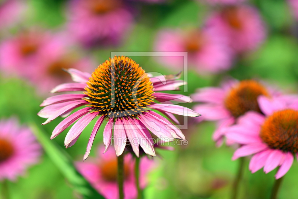 Bild-Nr.: 12085615 Echinacea erstellt von GUGIGEI