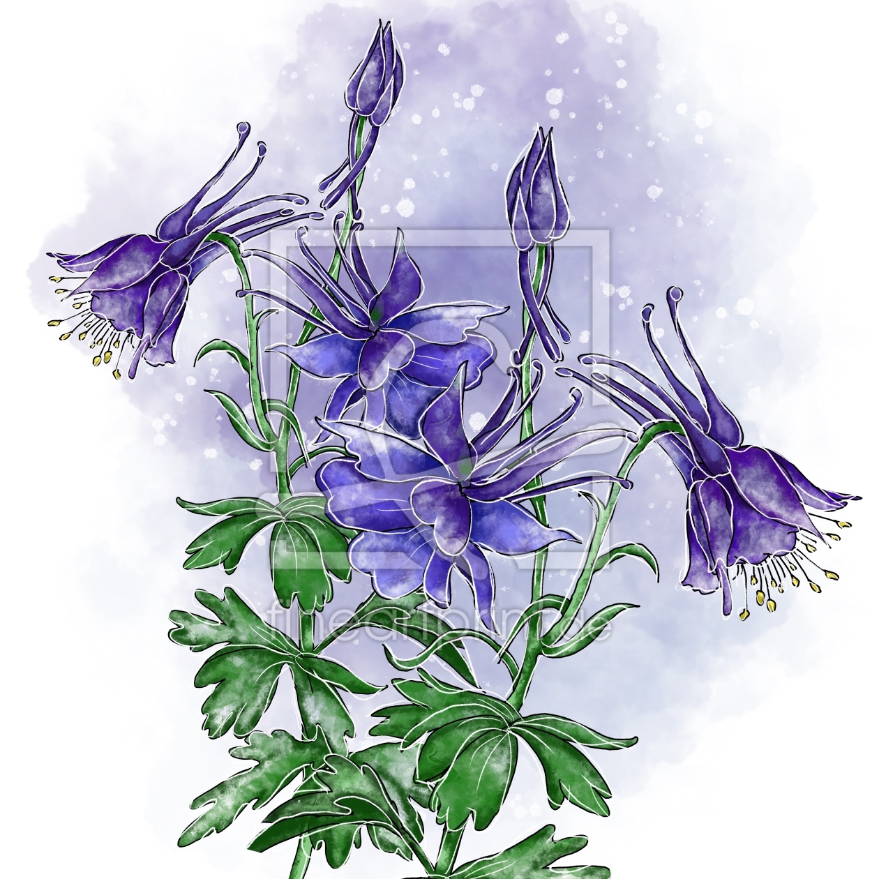 Bild-Nr.: 12086485 Wald-Akelei Wild und Frei erstellt von Patricia Piotrak