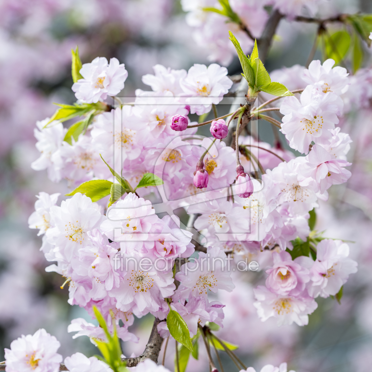 Bild-Nr.: 12087769 Japanische Kirschblüte erstellt von eyetronic