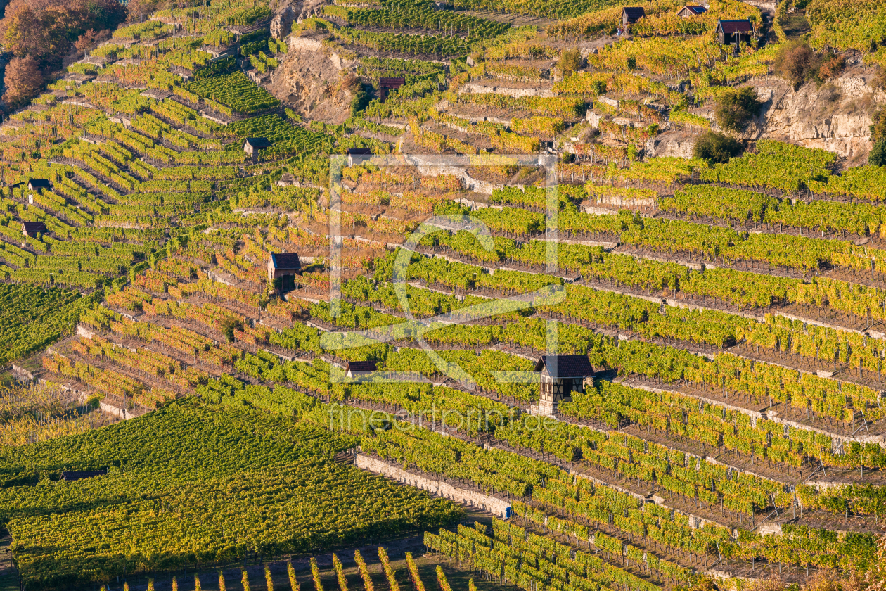 Bild-Nr.: 12089092 Weinberge in Stuttgart erstellt von dieterich