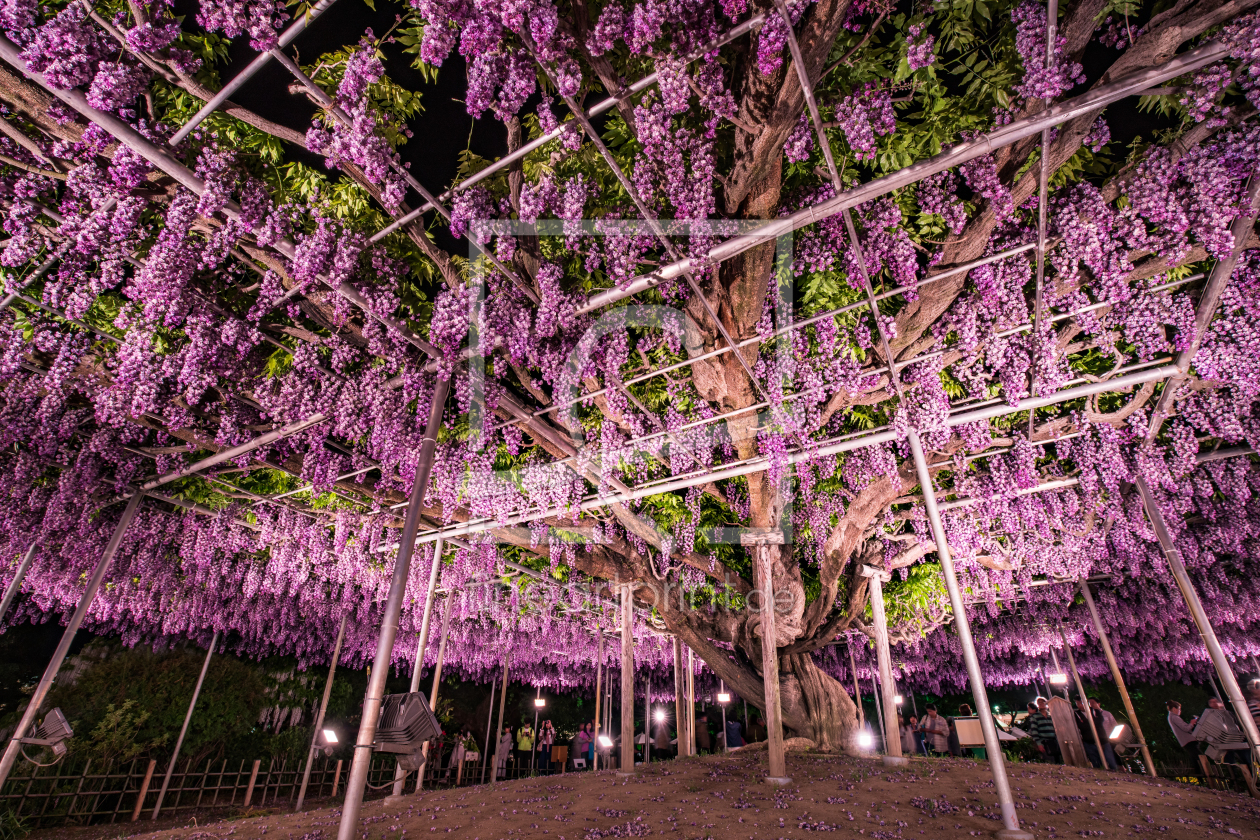 Bild-Nr.: 12089208 Blauregen in einem japanischen Garten erstellt von eyetronic