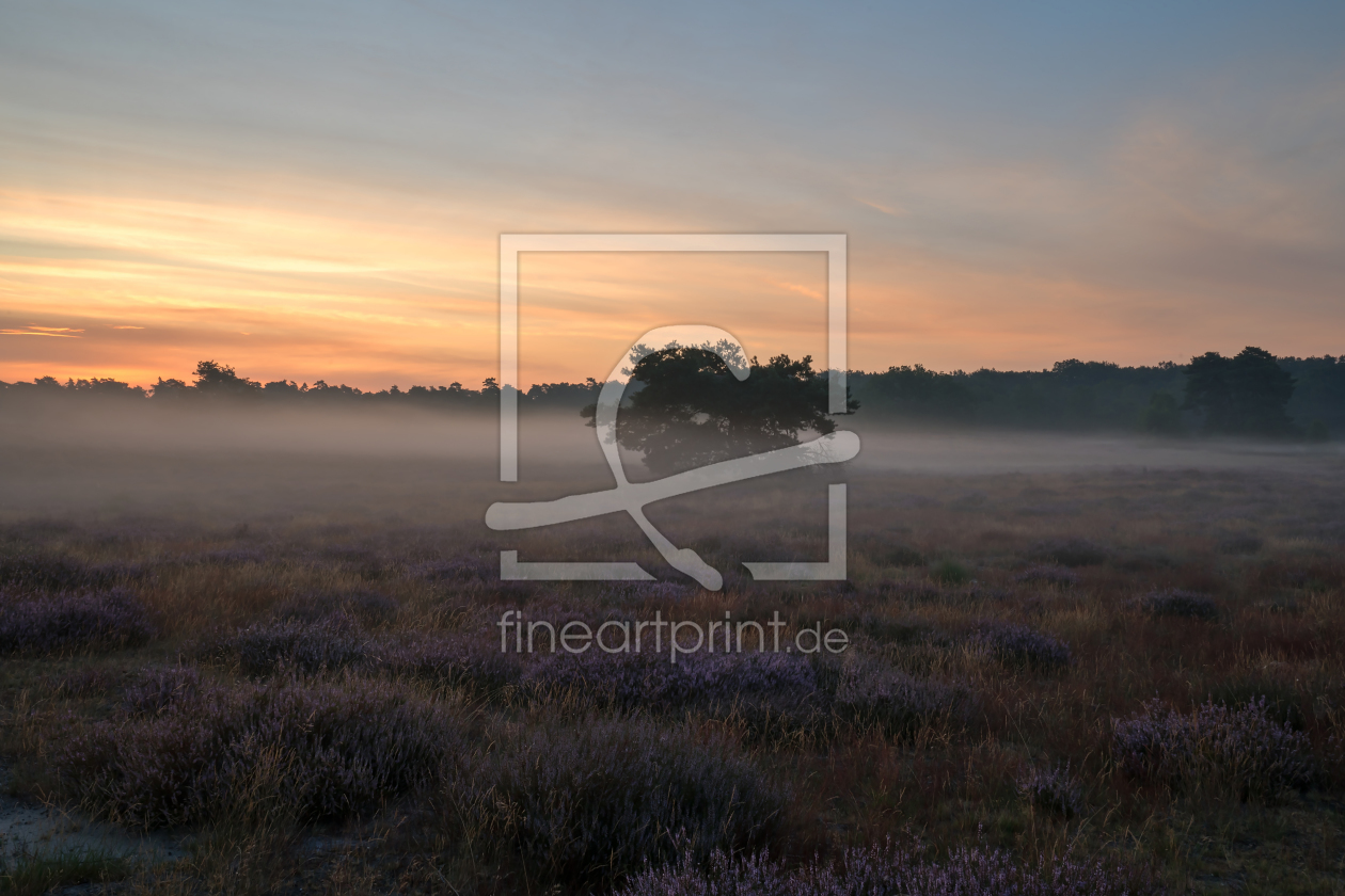 Bild-Nr.: 12089378 Sonnenaufgang in der Heide mit Fruehnebel erstellt von volker heide