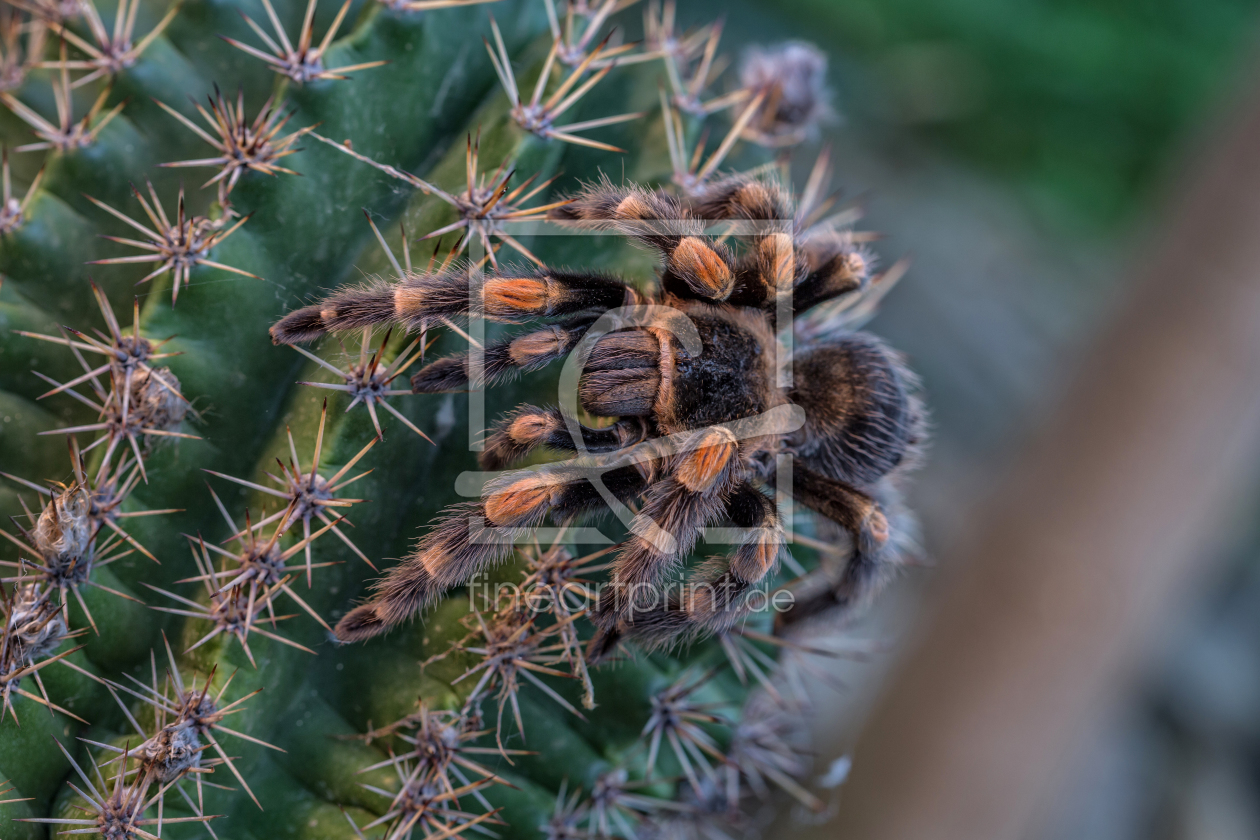 Bild-Nr.: 12089395 Mexikanische Rotknie- Vogelspinne/ Brachypelma smi erstellt von HeschFoto