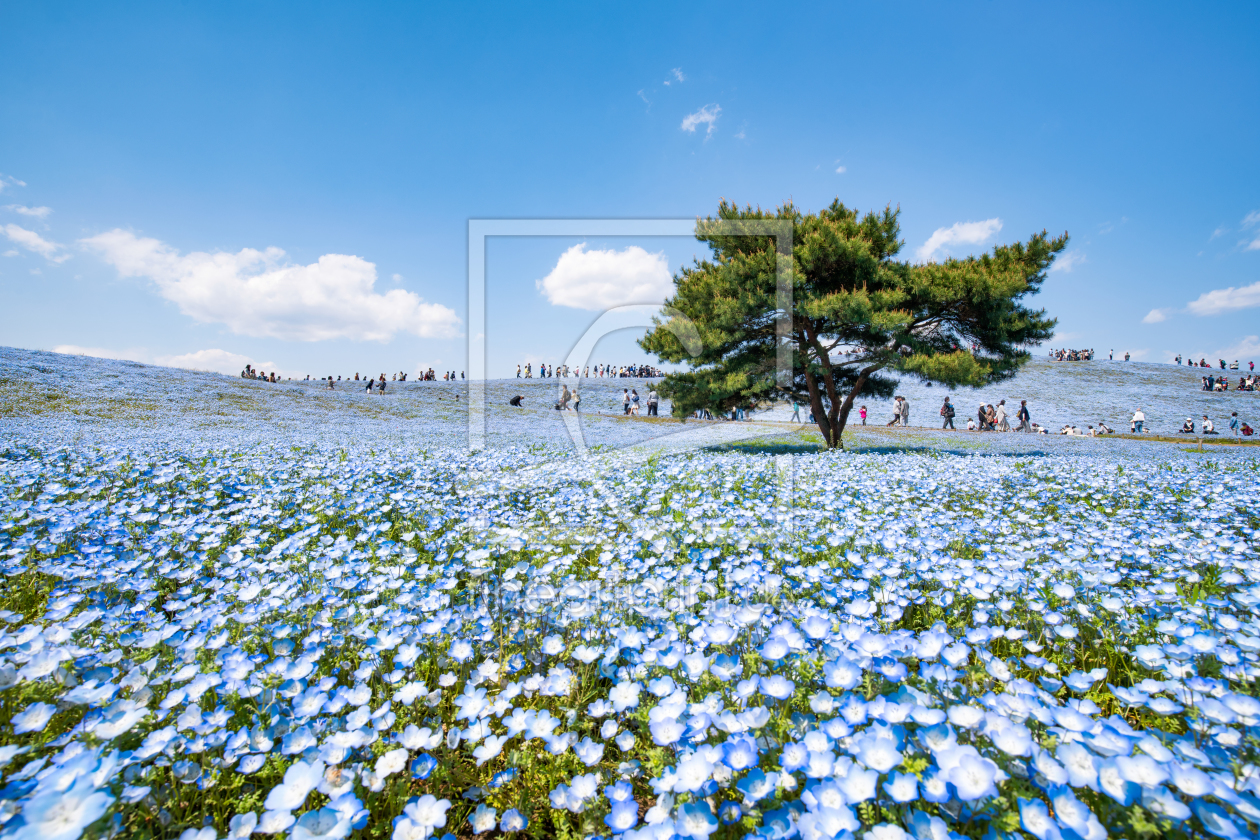 Bild-Nr.: 12089517 Blumenwiese im Hitachi Seaside Park erstellt von eyetronic