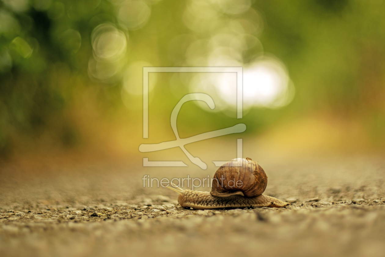 Bild-Nr.: 12090440 Weinbergschnecke erstellt von Bellavonte